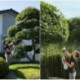 Akumuliatorinė aukštapjovė 40V Ikra Mogatec IATHS 40-43